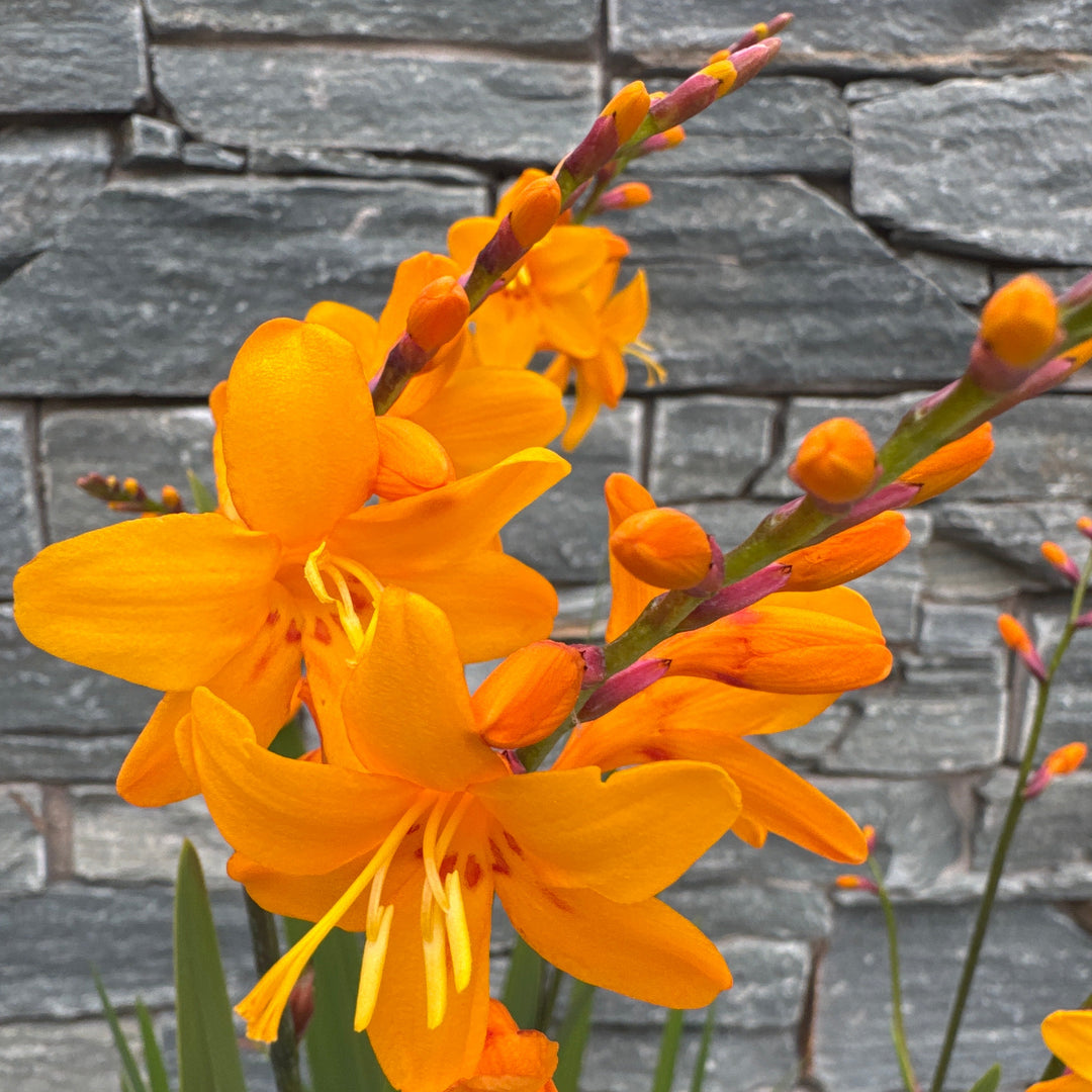 CROCOSMIA Columbus