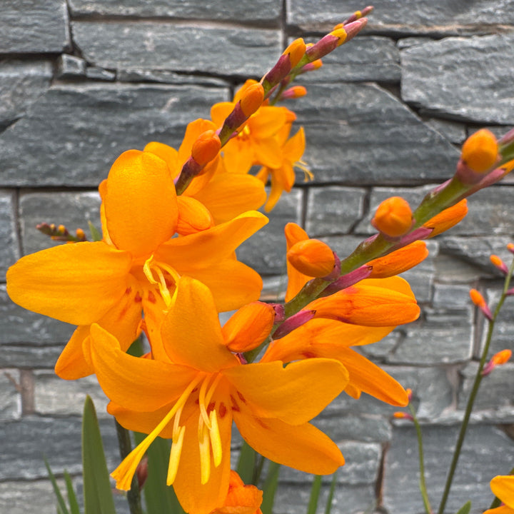 CROCOSMIA Columbus