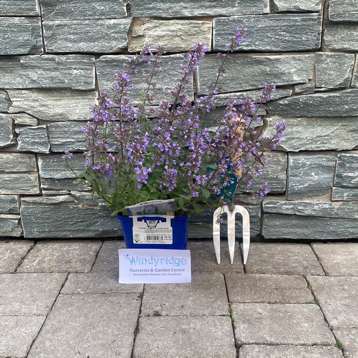 Catmint Nepeta Mussinii Purrsian Blue (2Ltr Pot)