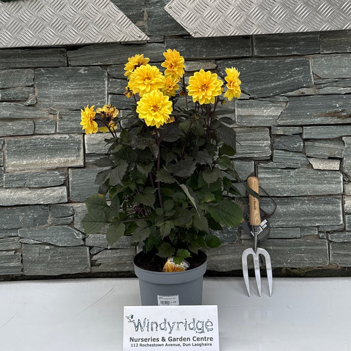 Dahlia Gardenetta Golden Yellow