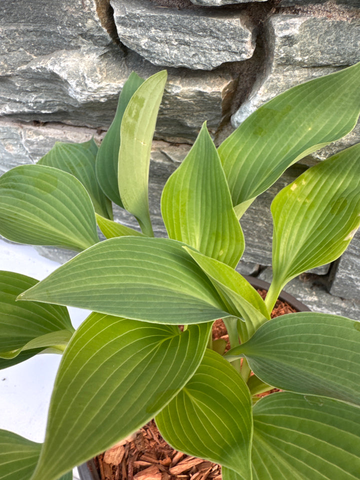 Hosta Halcyon  2 Ltr pot
