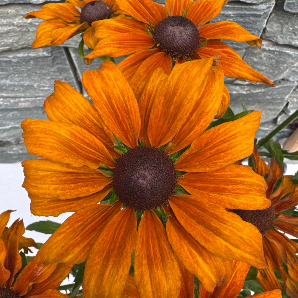Rudbeckia Summerina Butterscotch Biscuit - Herbaceous - Windyridge Garden Centre
