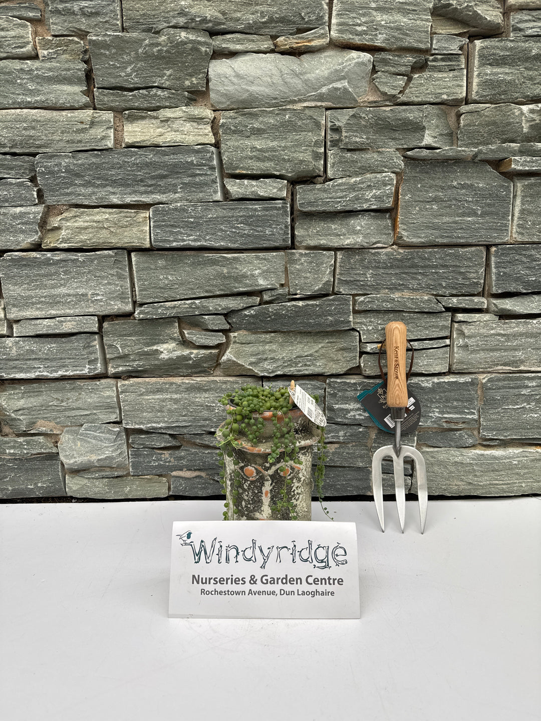 String Of Pearls Senecio Rowleyanus (15cm Ceramic Pot)