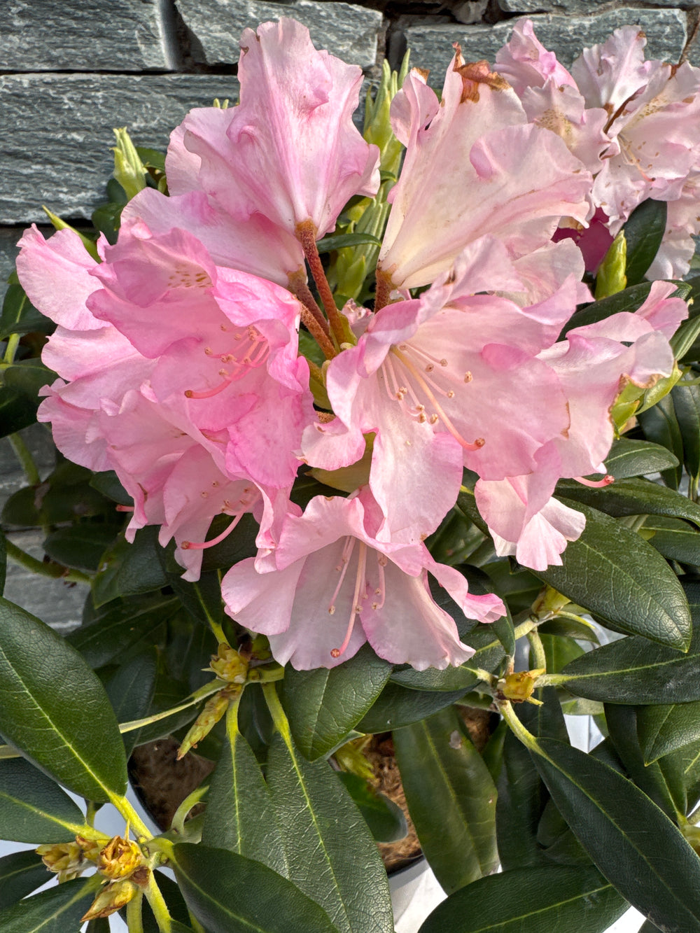 Rhododendron Yak Kalinka 5Lt - Shrubs - Windyridge Garden Centre