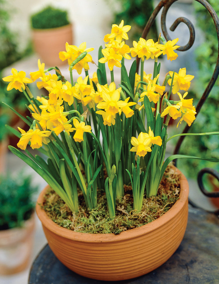 Blooming Lovely Teracotta Pot 5
