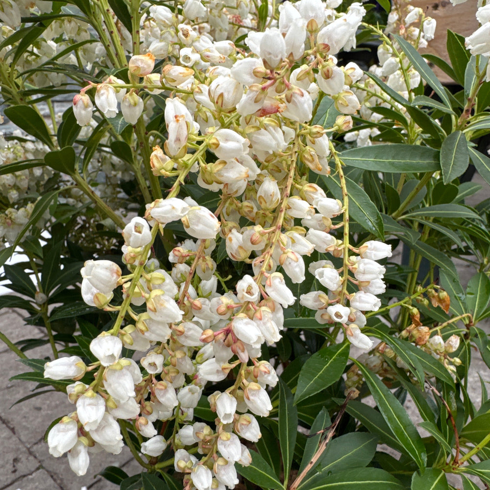 Pieris Japonica Debutante (Be) - Shrubs - Windyridge Garden Centre