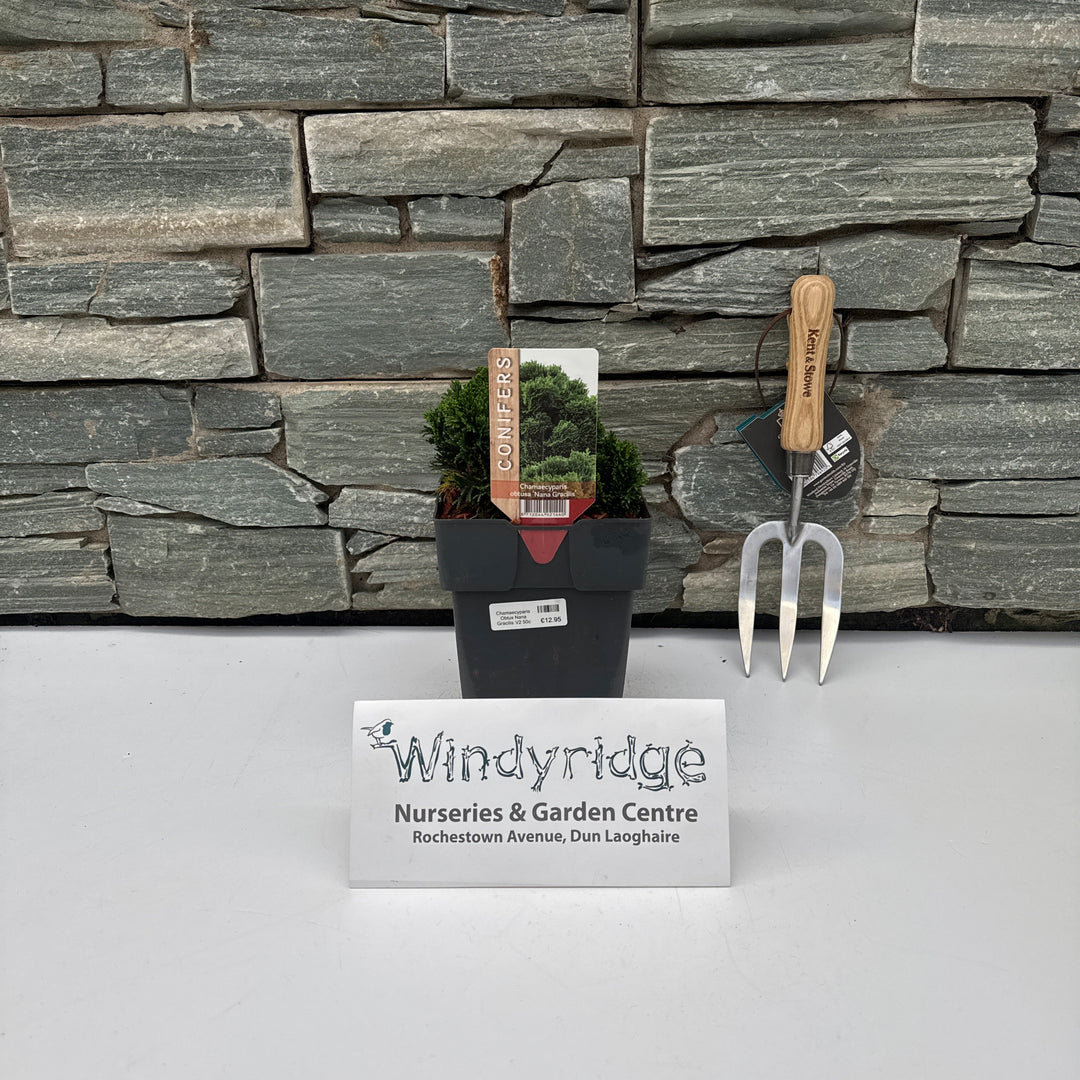 Chamaecyparis Obtus Nana Gracilis V2 50cm