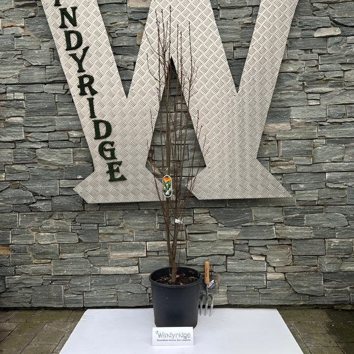 Amelanchier aln. Obelisk