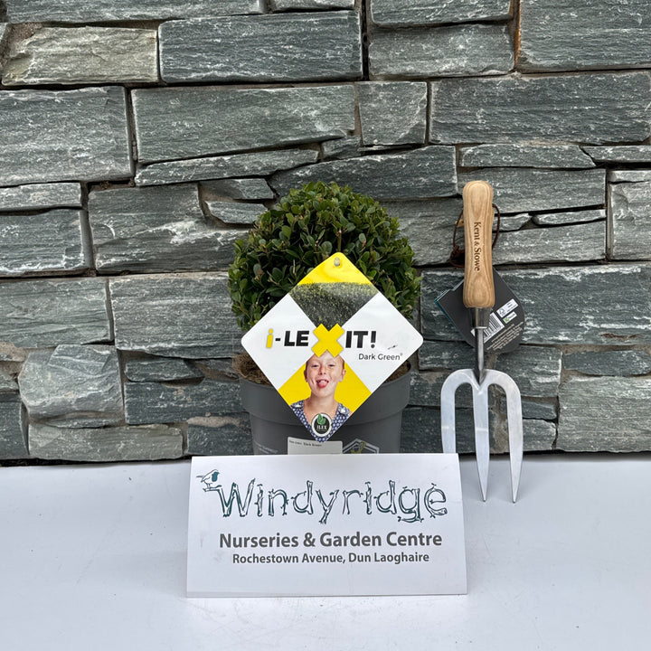 Ilex cren. Dark Green