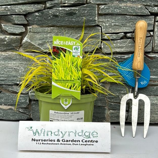 Hakonechloa All Gold 2Lt Pot - Herbaceous - Windyridge Garden Centre