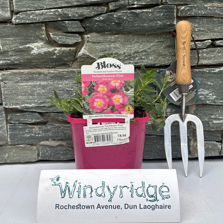 Helianthemum 'Lawrensons Pink' - Herbaceous - Windyridge Garden Centre