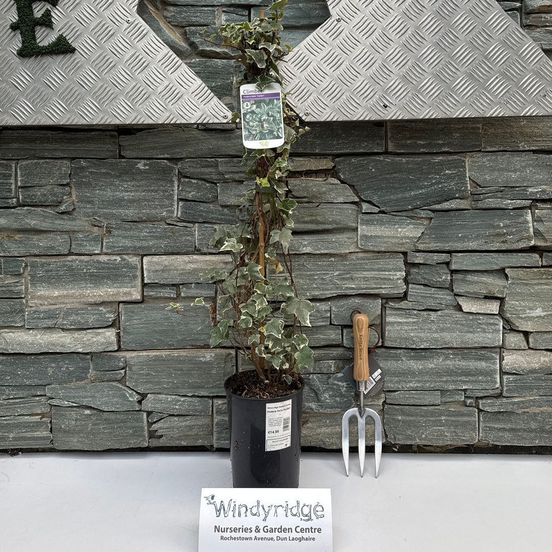 Hedera helix Kolibri