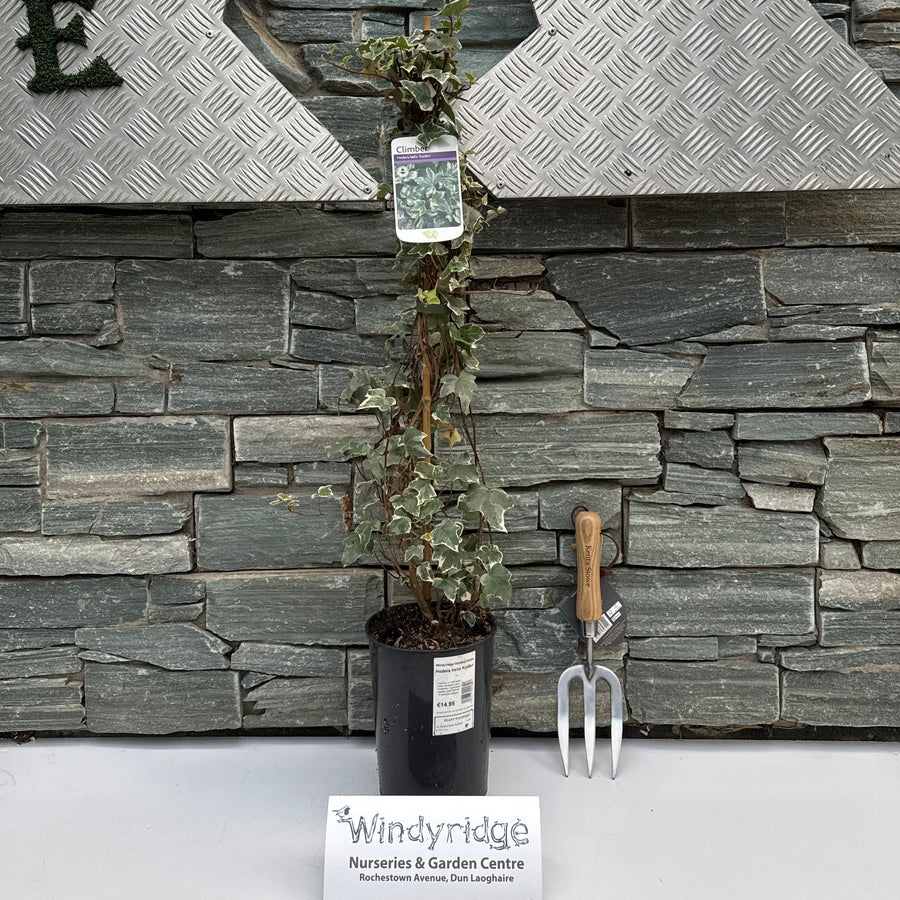 Hedera Helix Kolibri - Climbers - Windyridge Garden Centre