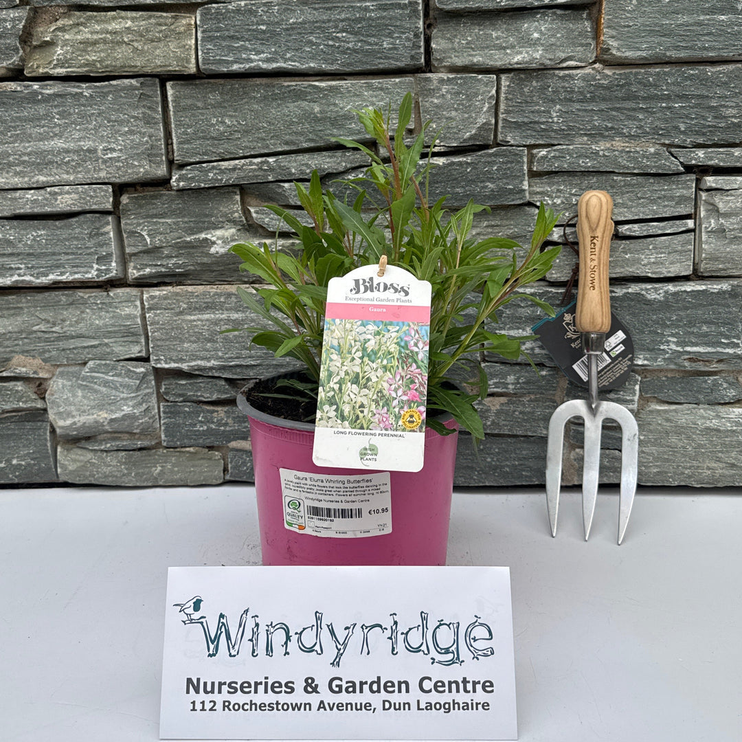 Gaura Whirling Butterflies