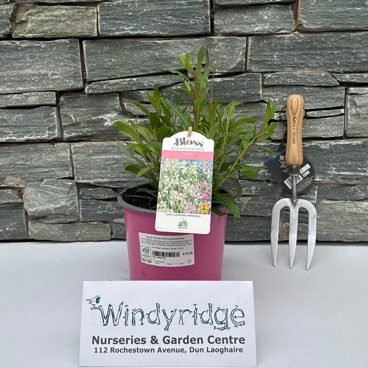 Gaura Whirling Butterflies