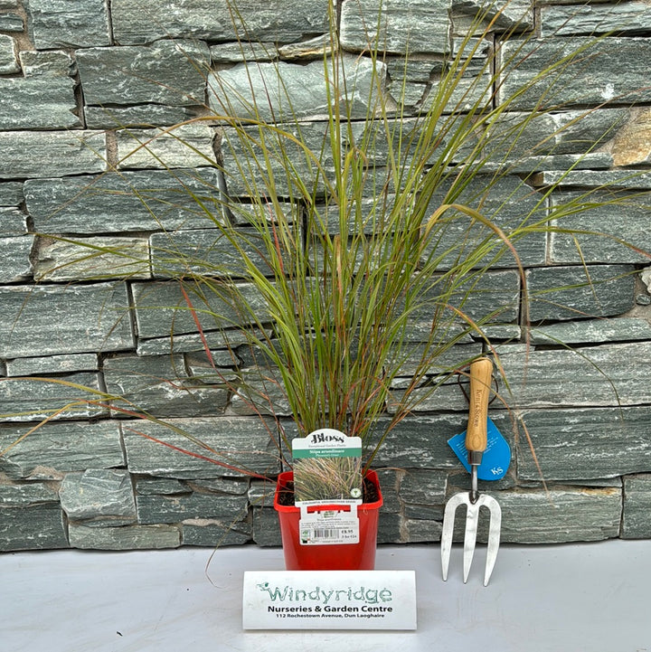 Pheasants Tail Grass (Stipa Arundinacea)