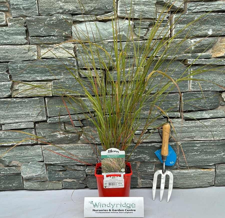 Stipa Arundinacea - Herbaceous - Windyridge Garden Centre