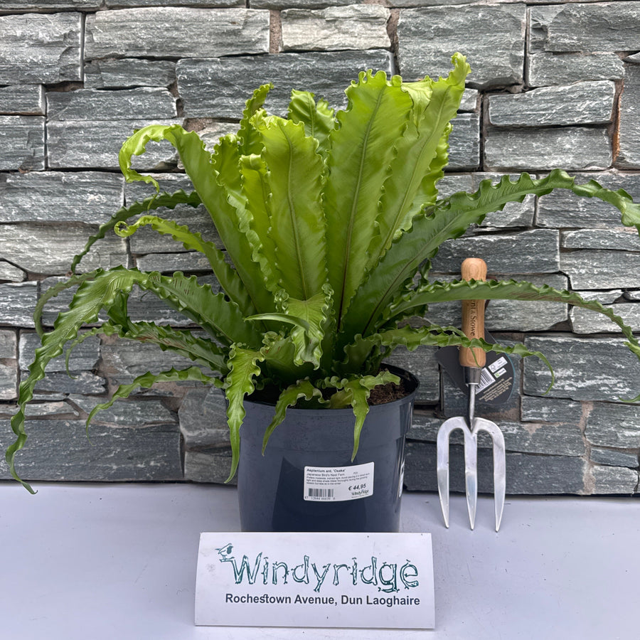 Asplenium Ant. Osaka  P23 - Indoor Plants - Windyridge Garden Centre