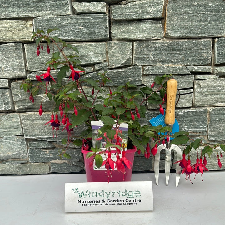 Fuchsia Mrs Popple