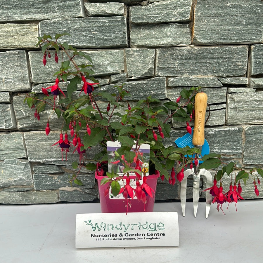 Fuchsia Mrs Popple - Shrubs - Windyridge Garden Centre