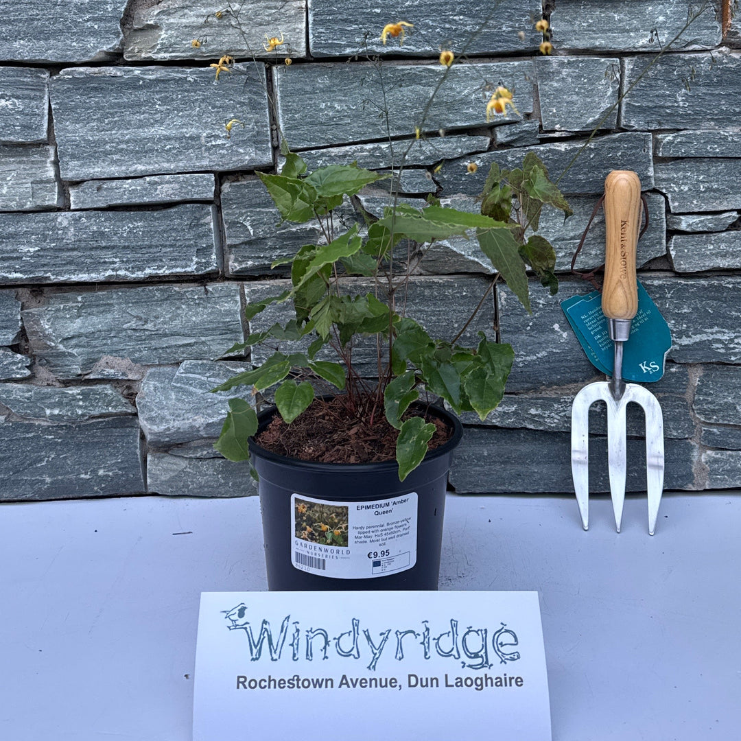 EPIMEDIUM Amber Queen