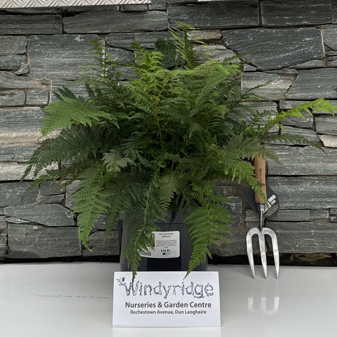 POLYSTICHUM setiferum