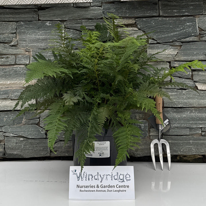 POLYSTICHUM setiferum