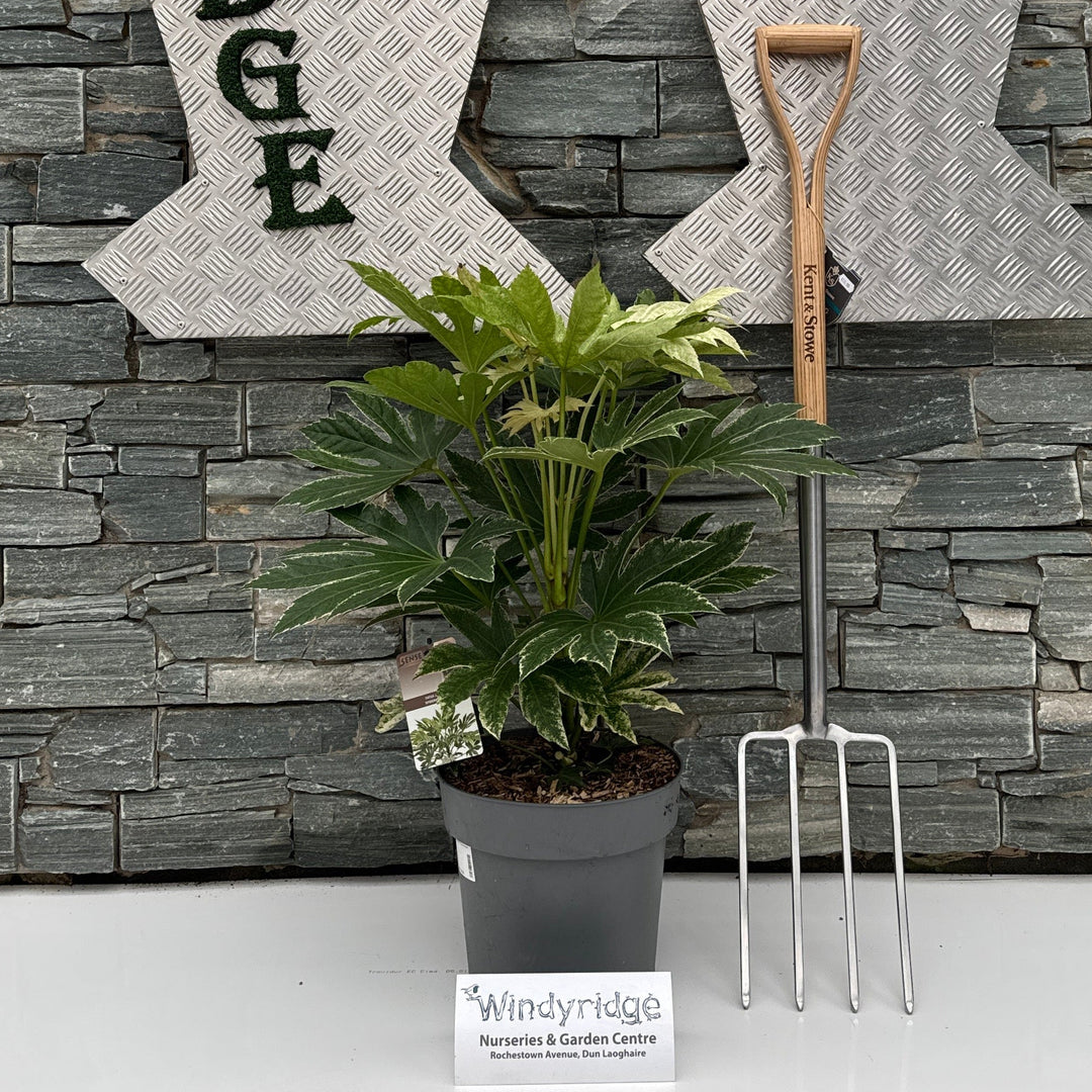 Fatsia Japonica Spiders Web - Shrubs - Windyridge Garden Centre