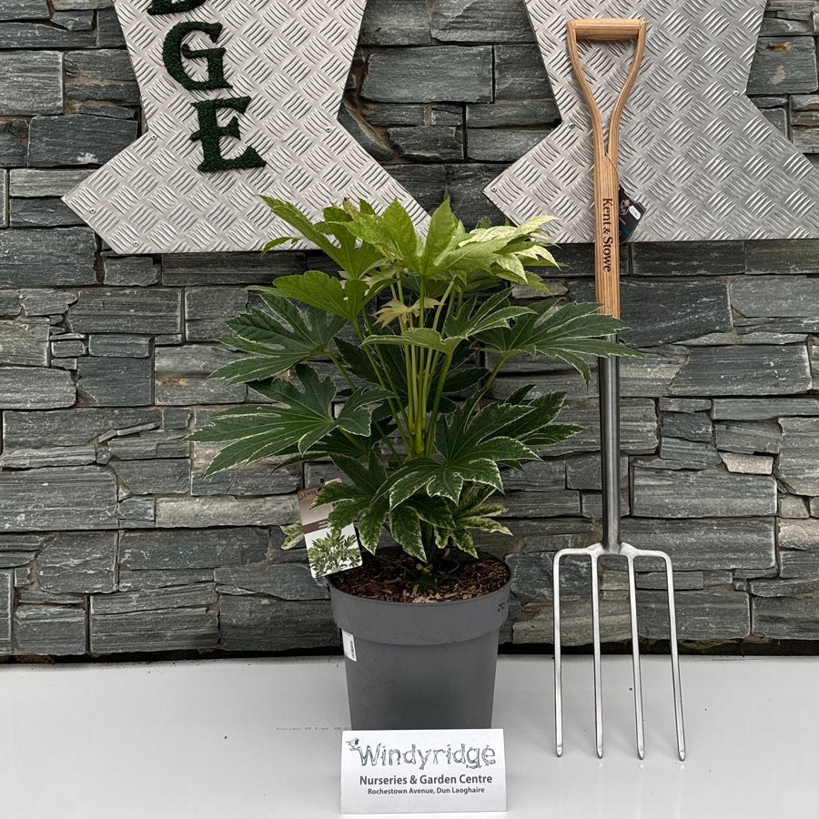 Fatsia Japonica Spiders Web - Shrubs - Windyridge Garden Centre