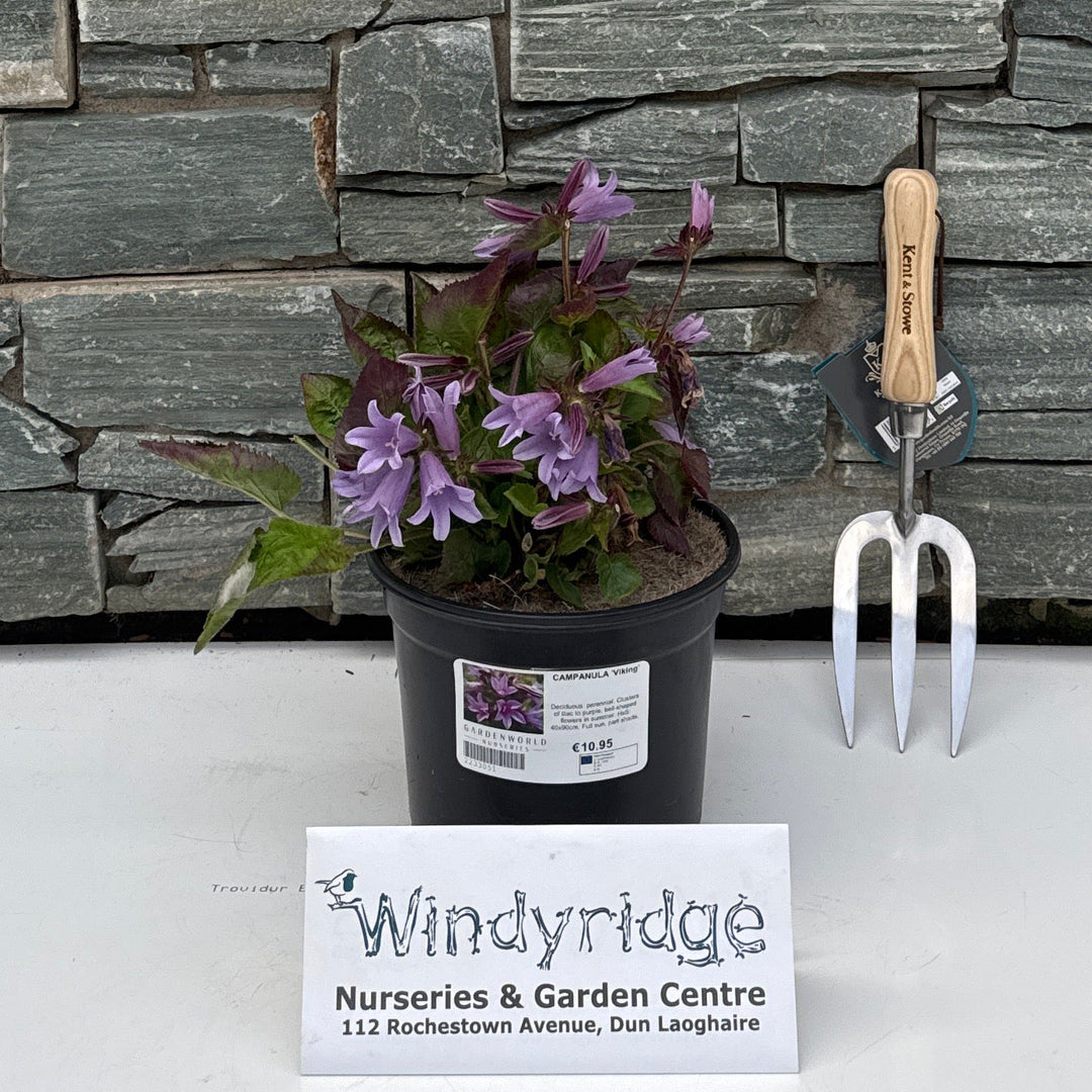 CAMPANULA 'Viking' 3L