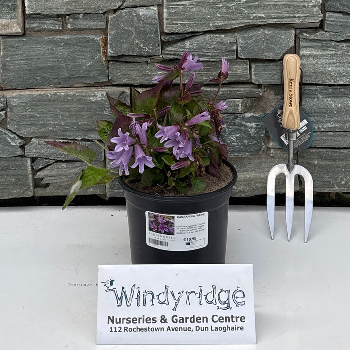 CAMPANULA 'Viking' 3L
