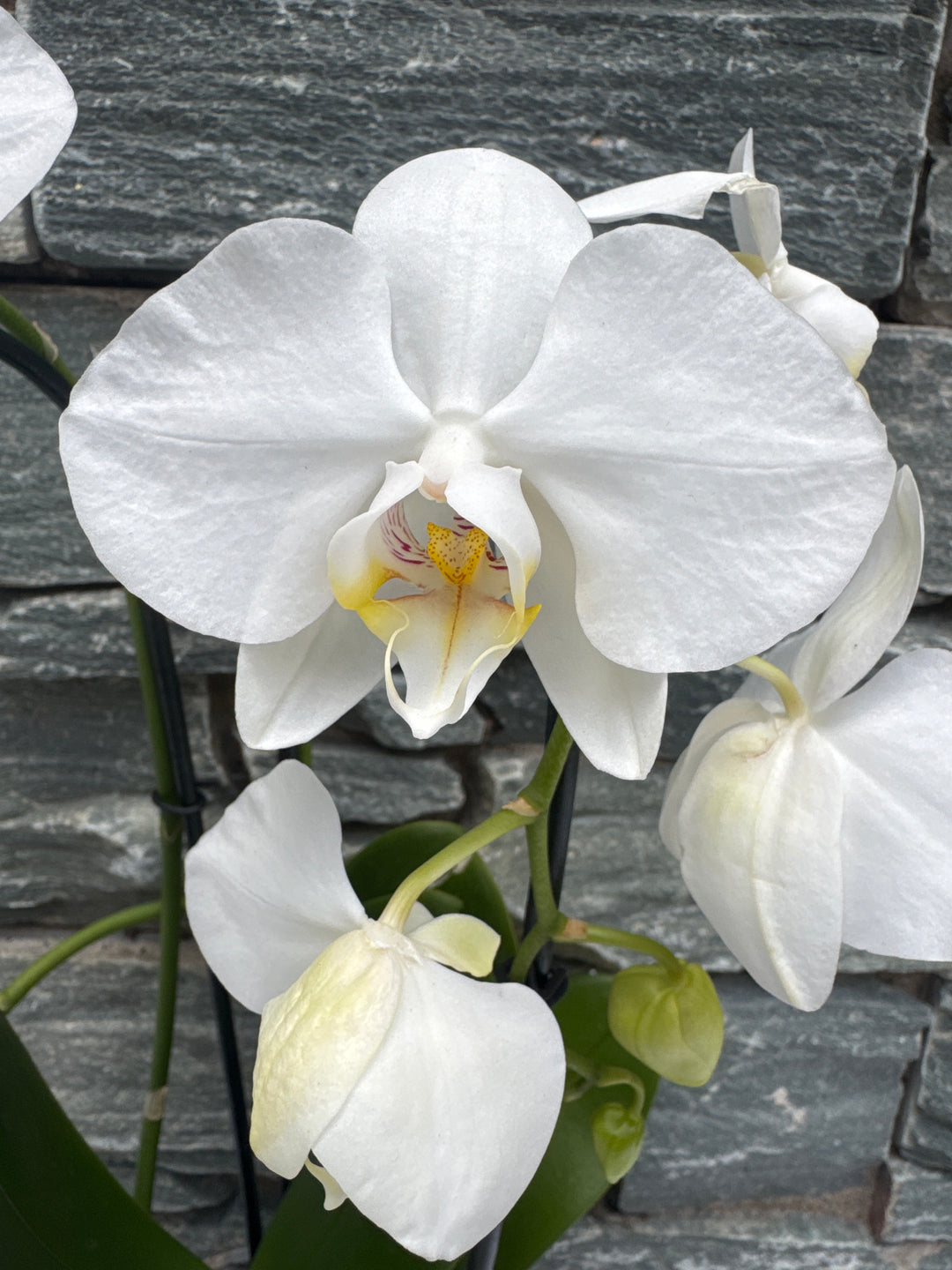 Phalaenopsis white Twirl