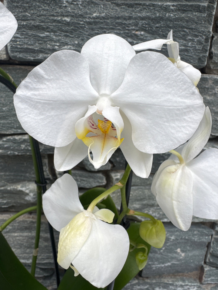Phalaenopsis white Twirl