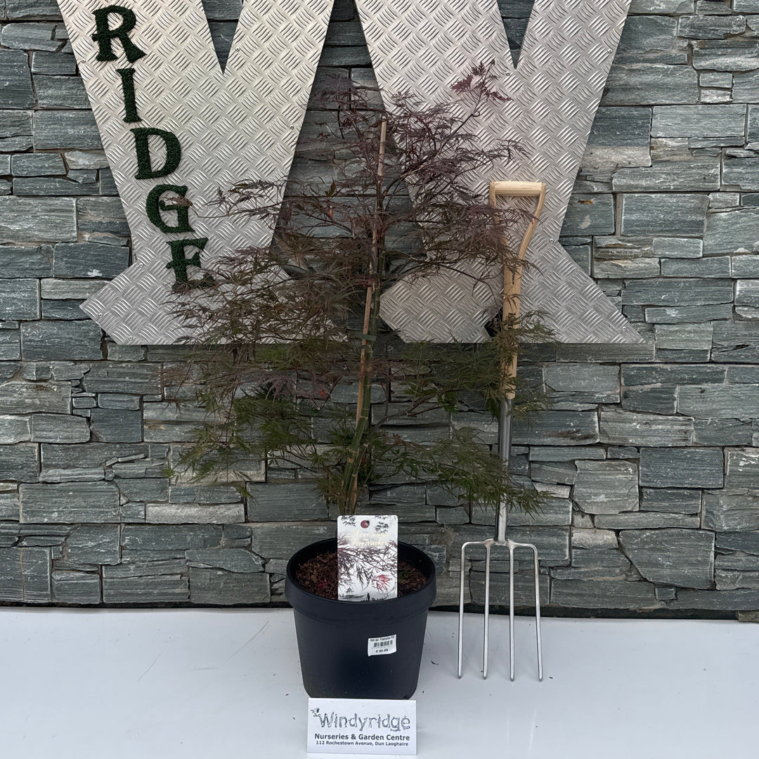 Acer pal. Firecracker P32