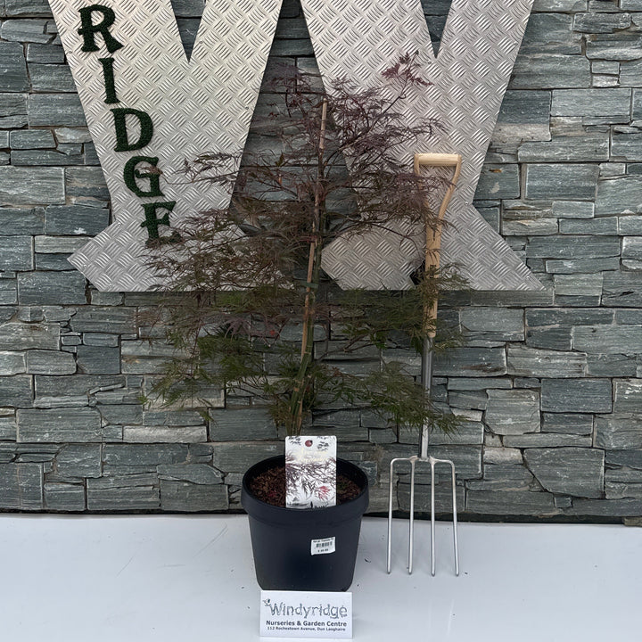 Acer pal. Firecracker P32