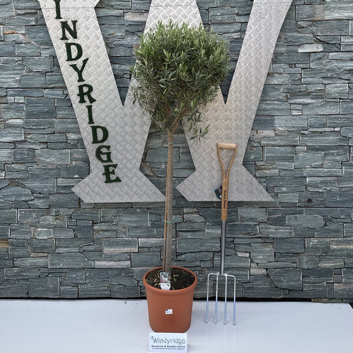 Olea europaea on stem P30 - Grow Your Own - Windyridge Garden Centre