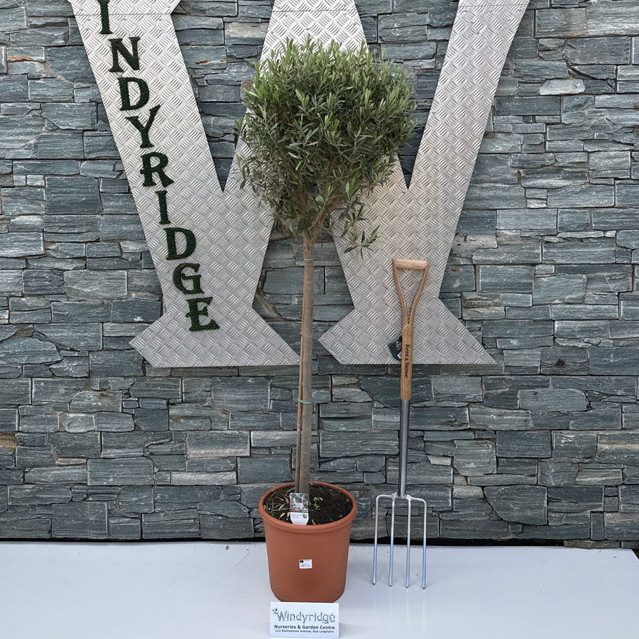 Olea europaea on stem P30 - Grow Your Own - Windyridge Garden Centre