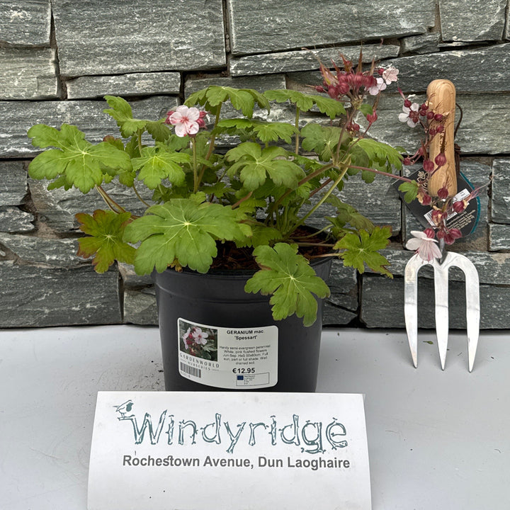 GERANIUM mac. 'Spessart' - Herbaceous - Windyridge Garden Centre