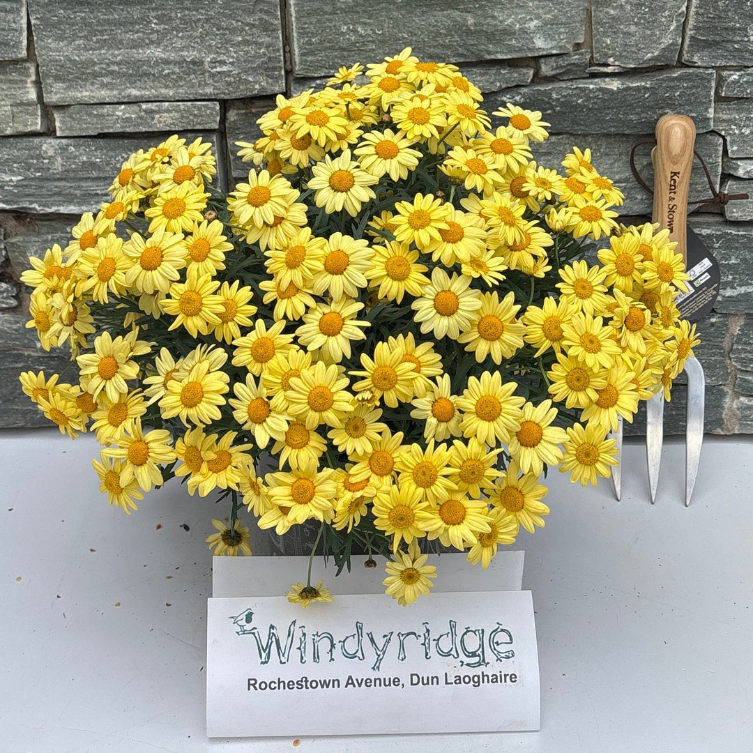 Argyranthemum frutescens(yellow) P19