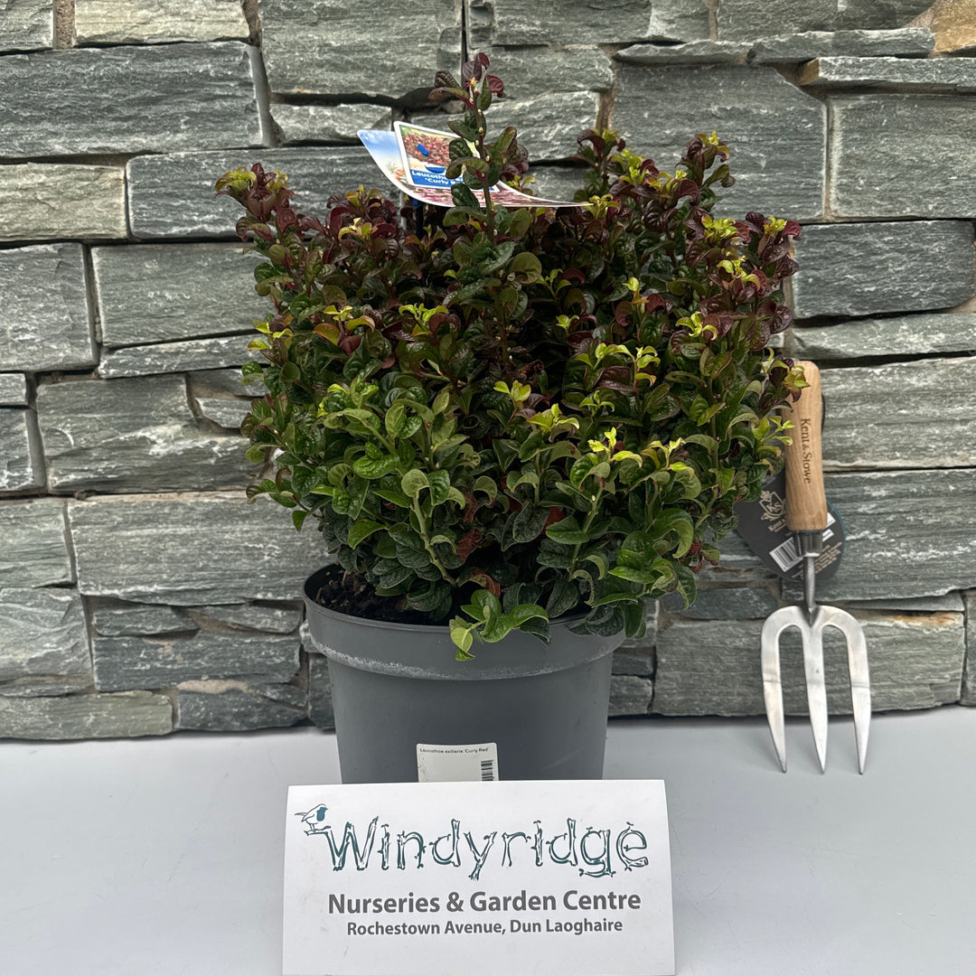 Leucothoe axillaris Curly Red