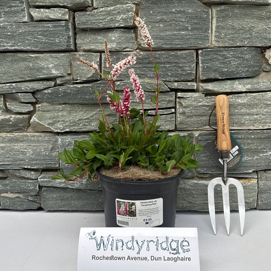 Persicaria Aff. Darjeeling Red - Herbaceous - Windyridge Garden Centre