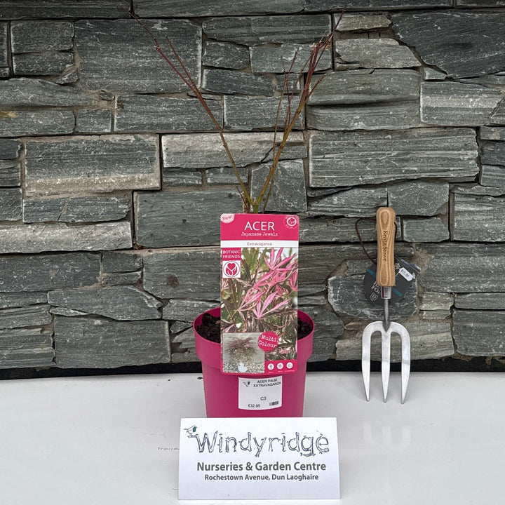 Acer Palm. Extravaganza (Pbr) - Trees - Windyridge Garden Centre