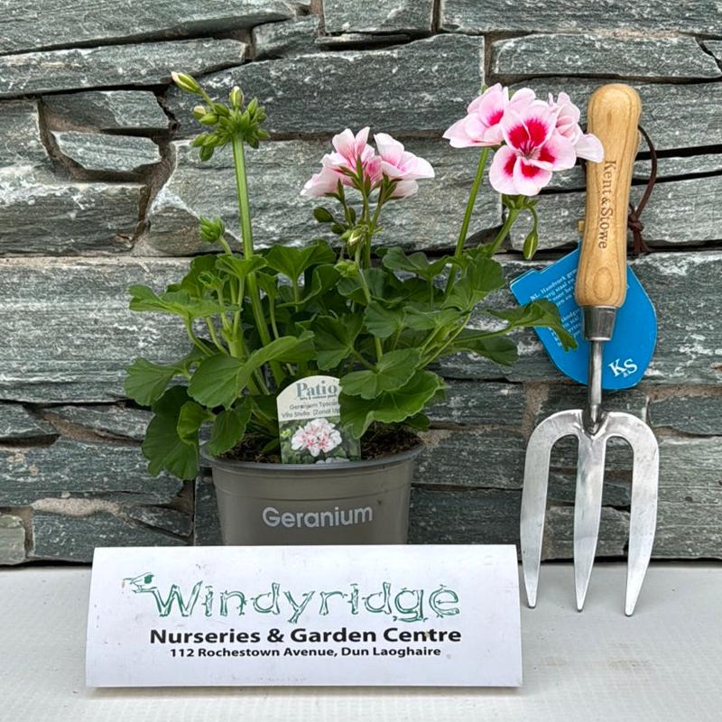 GERANIUM PINK 13cm