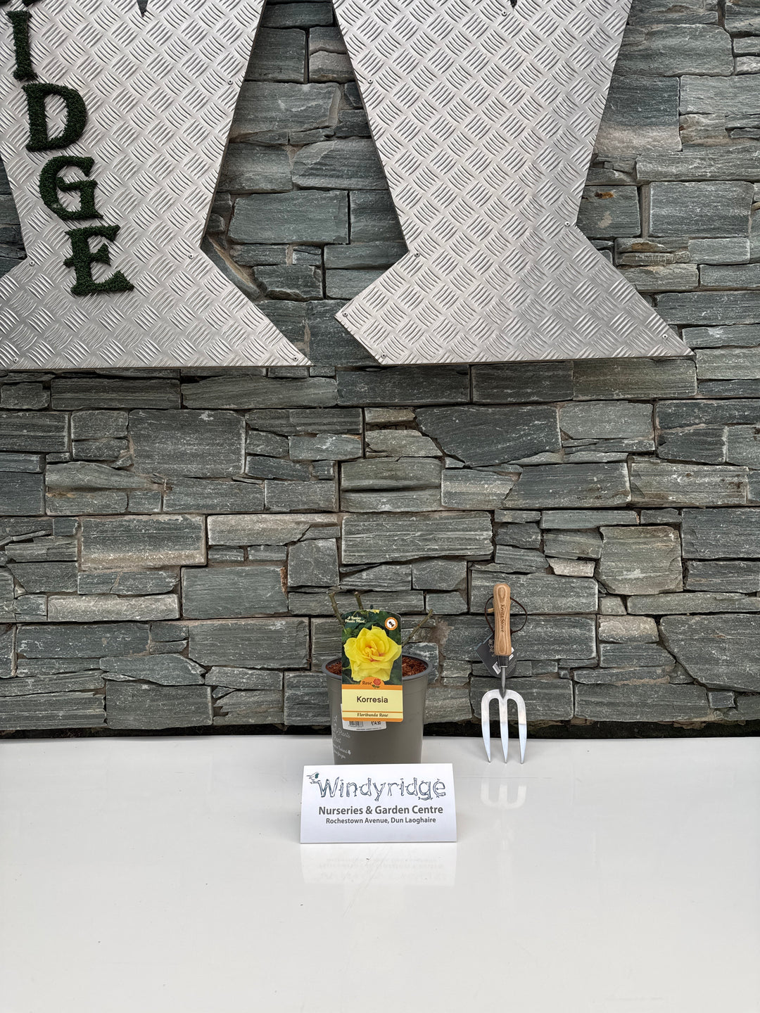 ROSA KORRESIA Floribunda