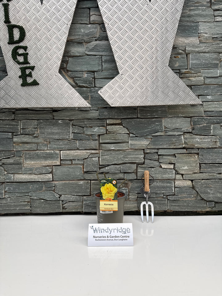 ROSA KORRESIA Floribunda