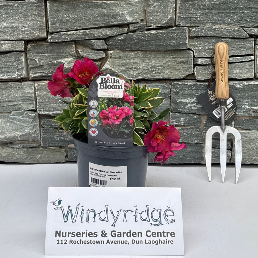 ALSTROEMERIA sp. River Valley - Herbaceous - Windyridge Garden Centre