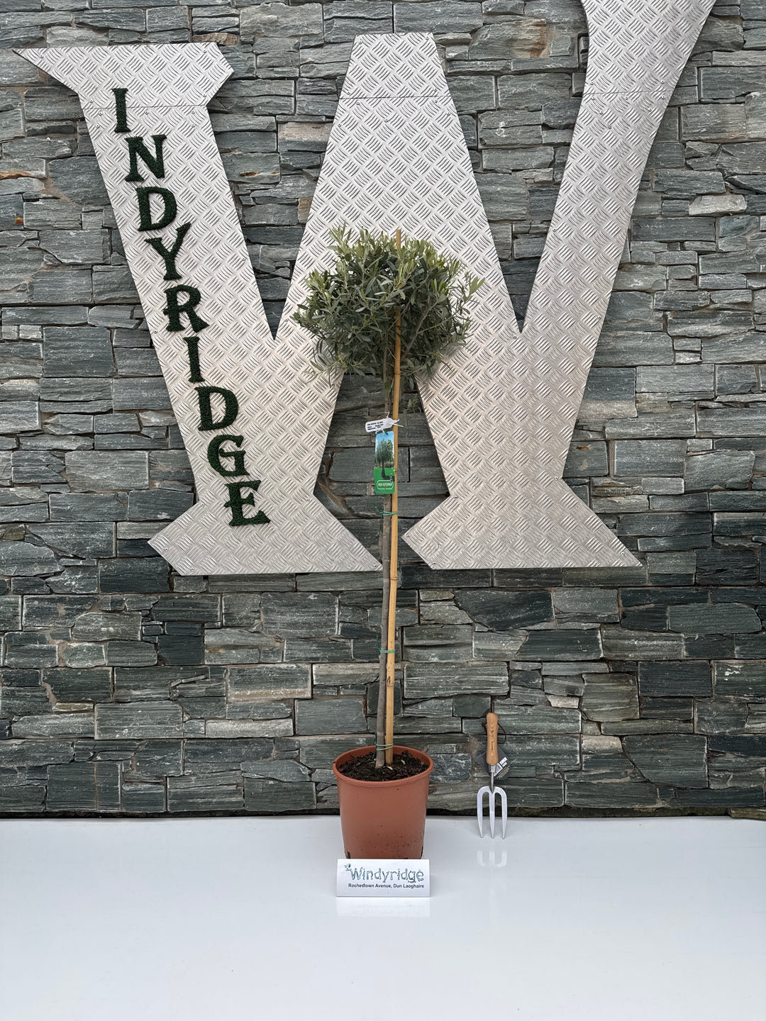 Olea europaea P27 90/STD-35-40-HEAD