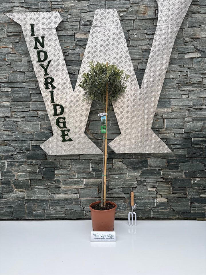 Olea europaea P27 90/STD-35-40-HEAD