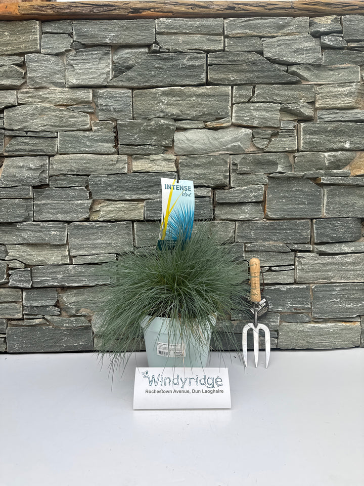 Festuca Glauca 'Intense Blue'Â® 5 Ltr Pot - Shrubs - Windyridge Garden Centre
