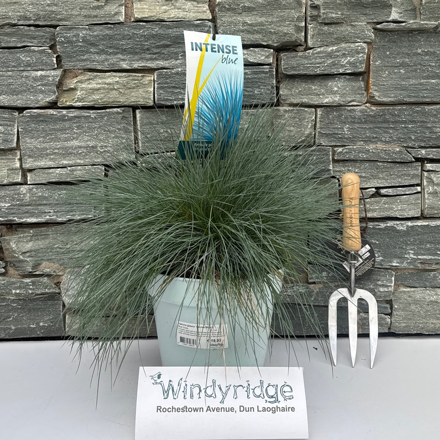 Festuca Glauca 'Intense Blue'Â® 5 Ltr Pot - Shrubs - Windyridge Garden Centre